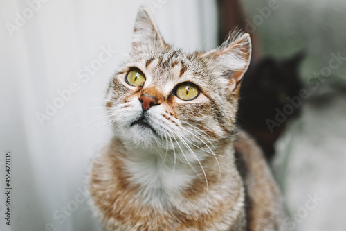 Beautiful portrait of a light brown striped shorthaired cat with yellow eyes on a gray background. Street cat. © Silver