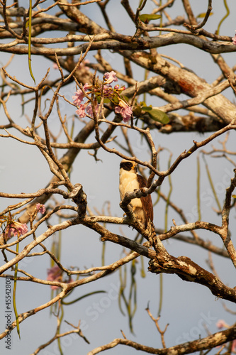 川岸に立つ大きな木に止まったワライハヤブサ