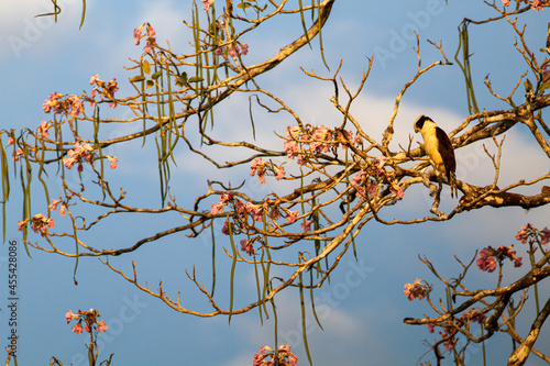 川岸に立つ大きな木に止まったワライハヤブサ