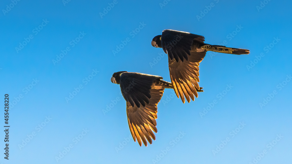 Obraz premium Yellow-tailed black cockatoos flying with blue sky and morning sunlight