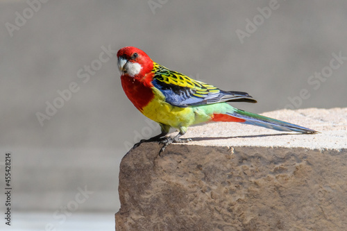 Eastern Rosella on a sandstone block photo