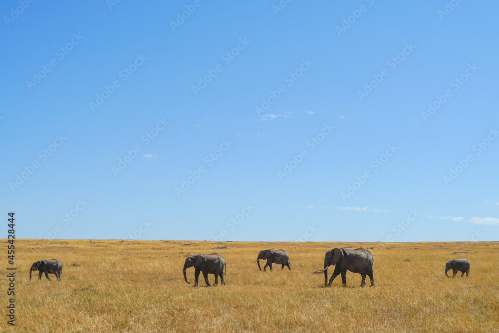 A magnificent landscape of an elephant family walking through the blue sky savanna (Masai Mara National Reserve, Kenya) A magnificent landscape of an elephant family walking through the blue sky savanna (Masai Mara National Reserve, Kenya)