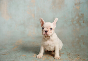 Leinwandbilder Französische Bulldogge Weißer Welpe vor blauem Hintergrund  © Татьяна Яблокова