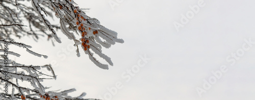 A branch of a hippophae in winter season. Frozen orange berries. white fluffy snow on the branches. Postcard concept for holiday Christmas, New Year.