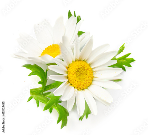 Chamomile or camomile flowers isolated on white background. Daisy macro. Herbal tea concept