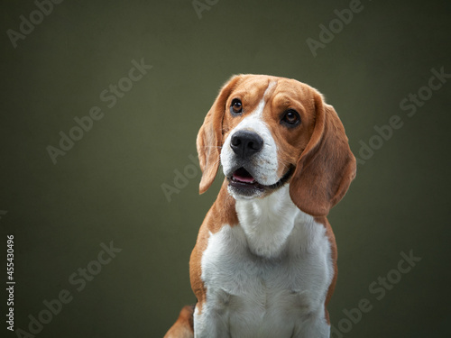 dog portrait on a green background. Funny Beagle in studio