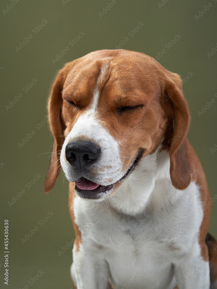 dog portrait on a green background. Funny Beagle closed his eyes