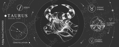 Modern magic witchcraft card with astrology Taurus zodiac sign. Realistic hand drawing bull head. Zodiac characteristic