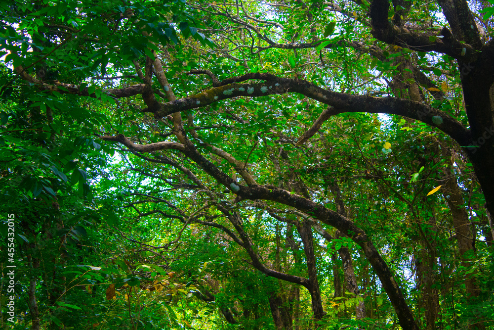 inside green forest view with giant tree inside green forest view with giant tree