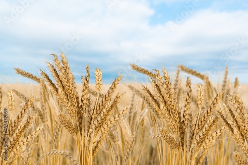 Wheat Rye Field, Ears of wheat. Harvest and harvesting concept. Ripe barley
