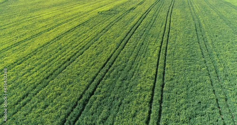 Aerial view of canola field. Cultivated rapeseed canola plantation field Aerial view of canola field. Cultivated rapeseed canola plantation field