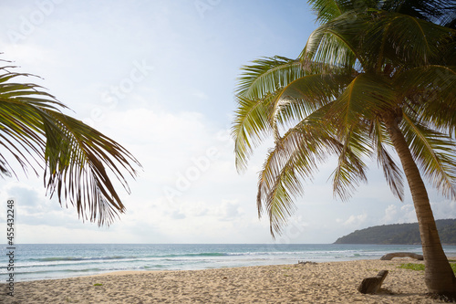 palm tree on the beach.coconut trees on sun light and clouds background.