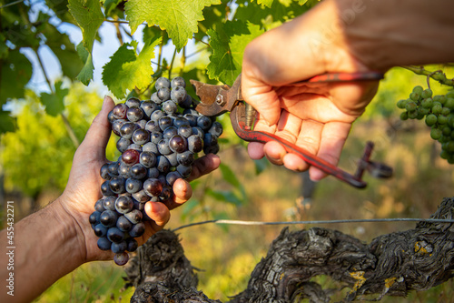 Récolte du raisin noir dans les vignes, gros plan sur les mains du viticulteur pendant les vendanges.