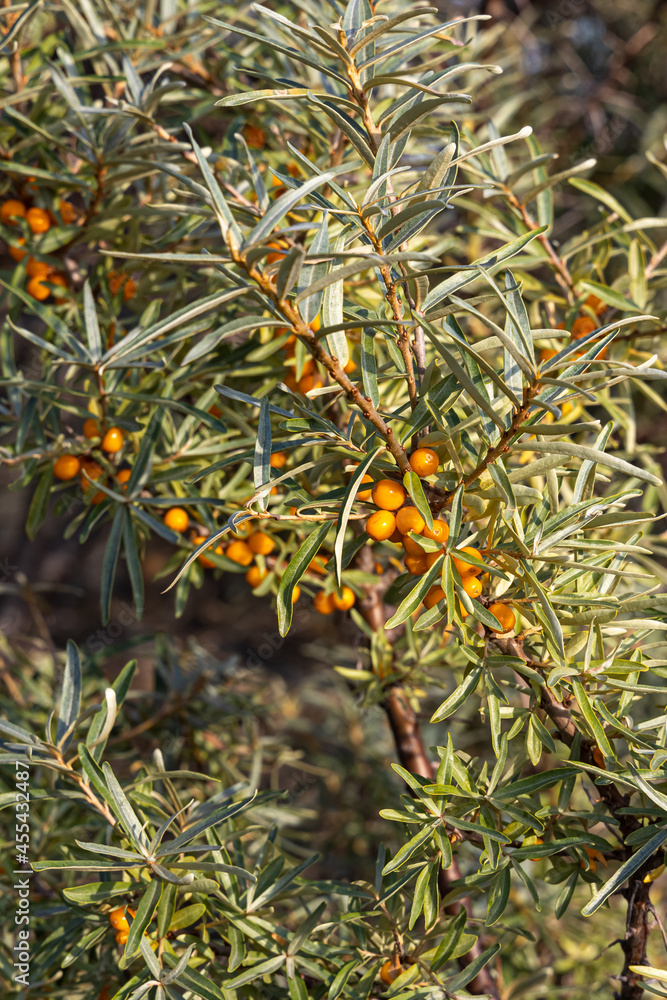 Bunch of bright orange and yellow ripe sea buckthorn berries with green leaves on the blur green background is in a garden in autumn Bunch of bright orange and yellow ripe sea buckthorn berries with green leaves on the blur green background is in a garden in autumn