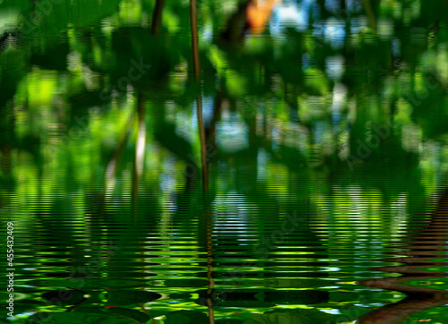 reflection of green leaves in water