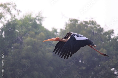 Bird Name Painted Stork
I clicked this photo from a pond
  Lens : Canon 55-255 Lens Use 