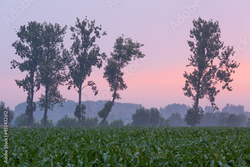 Close-up of trees near a corn field