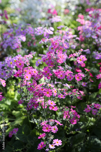 Beautiful vibrant pink, white and purple Primrose flowers. Also known as Primula
