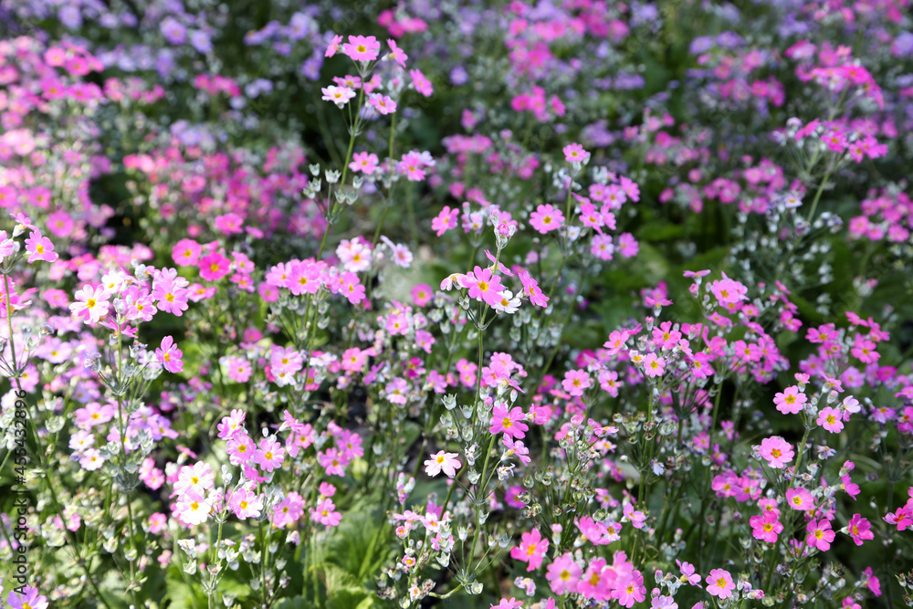 Beautiful vibrant pink, white and purple Primrose flowers. Also known as Primula