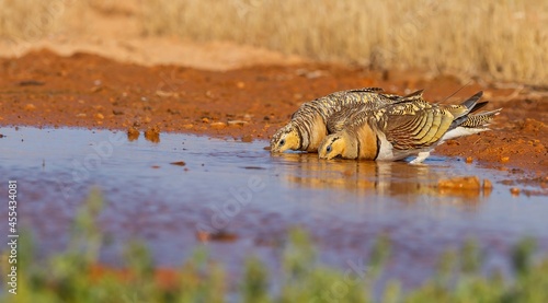 Pin-tailed sandgrouse (Pterocles alchata), a pair of steppe birds quenching their thirst at the pond.