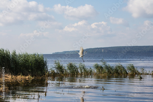 The White Heron walks along the shoal in the Dnipro River. Ukraine photo