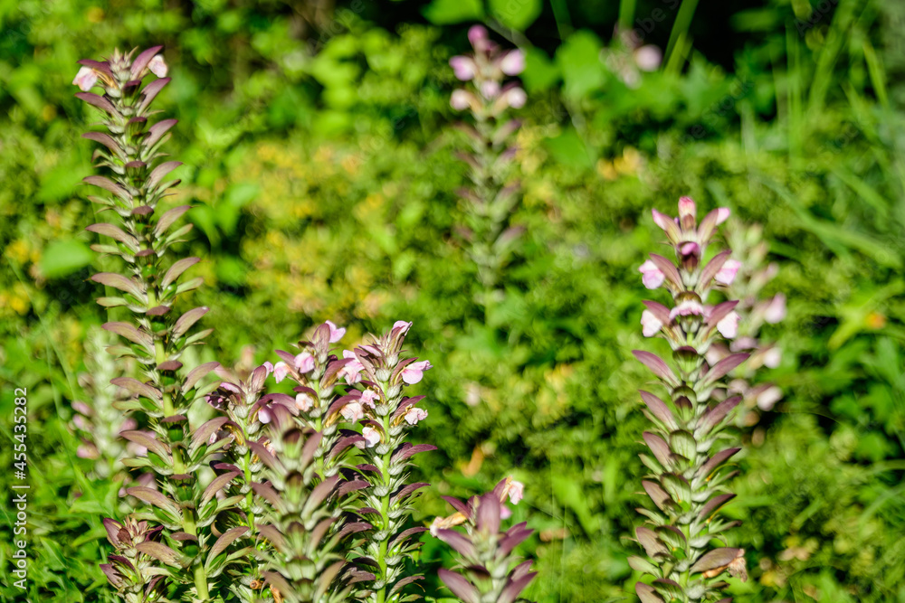 Many small white flowers of Acanthus mollis plant, commonly known as bear's breeches, sea dock, bearsfoot or oyster plant in s sunny summer garden. Many small white flowers of Acanthus mollis plant, commonly known as bear's breeches, sea dock, bearsfoot or oyster plant in s sunny summer garden.