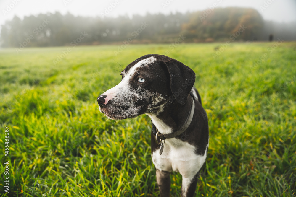 Puppy of Louisiana leopard dog. Catahoula, in fresh morning dew Puppy of Louisiana leopard dog. Catahoula, in fresh morning dew