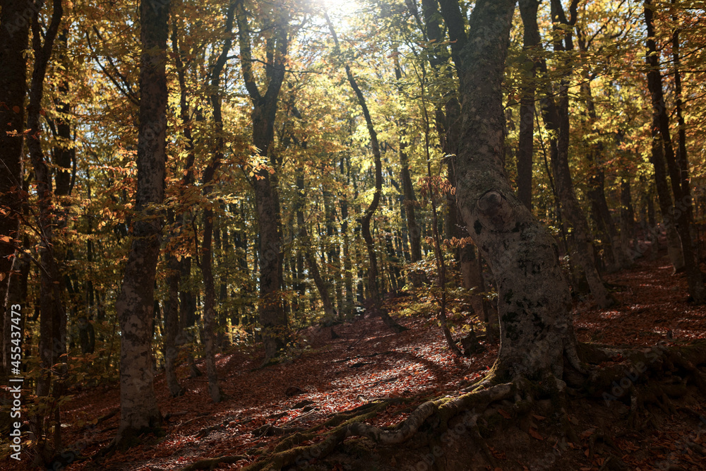 Autumn forest road leaves fall in ground landscape on autumnal background in November. Scenery of nature with sunlight Autumn forest road leaves fall in ground landscape on autumnal background in November. Scenery of nature with sunlight