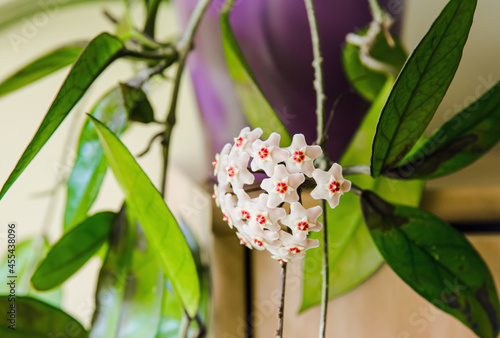 Potted Hoya carnosa the porcelainflower or wax plant in full bloom in home interior. photo