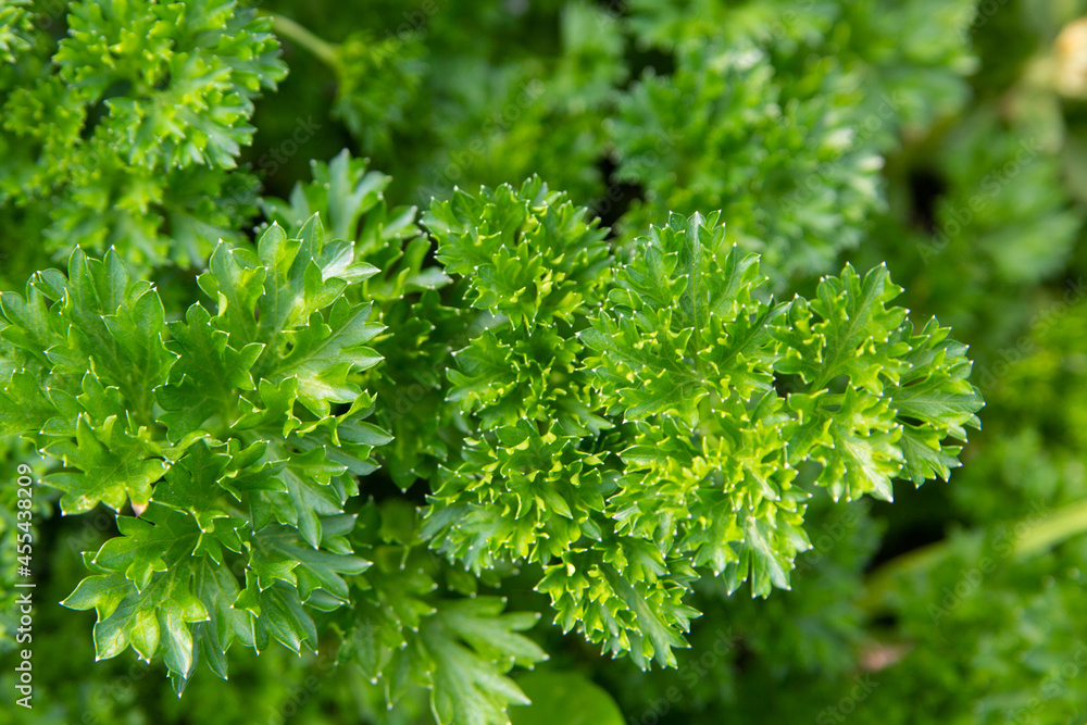 Juicy green garden parsley. Close-up of leaves. Green background. Vitamins.