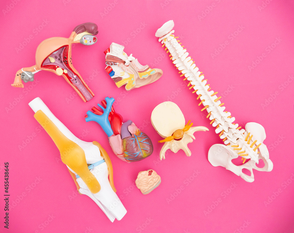 Human organs layouts on a pink background. The concept of complications on organs after suffering a coronavirus infection. Side effect on the body, osteopathy