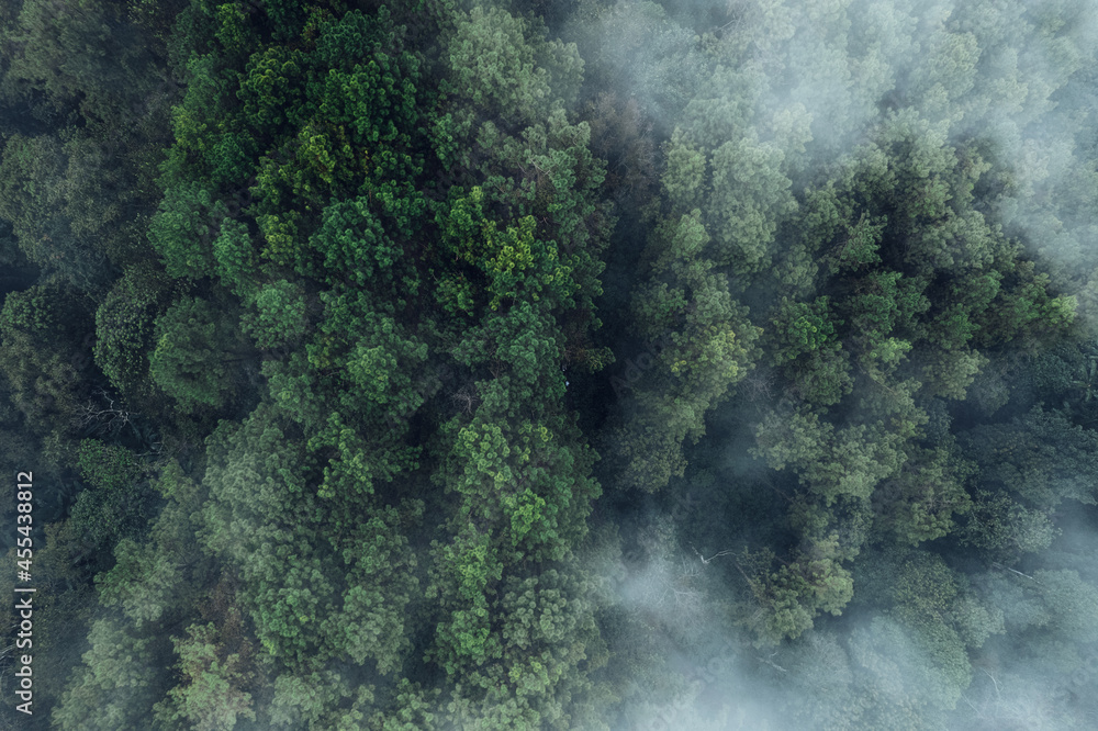 Pine forest in the mountains in the morning from above Pine forest in the mountains in the morning from above