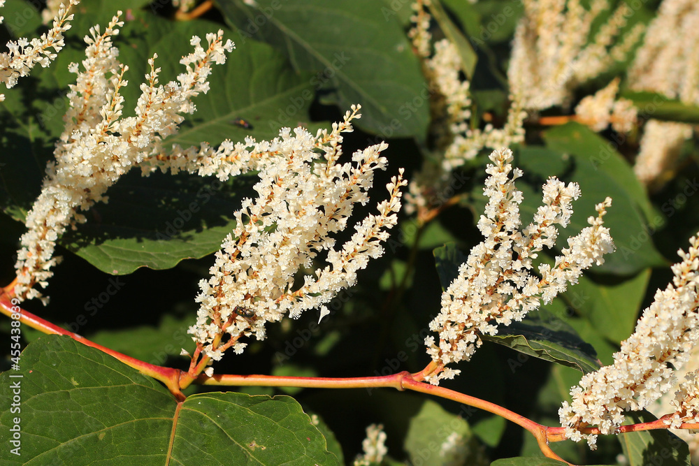 Fototapeta premium Inflorescences of Giant knotweed (Reynoutria sachalinensis) in a garden