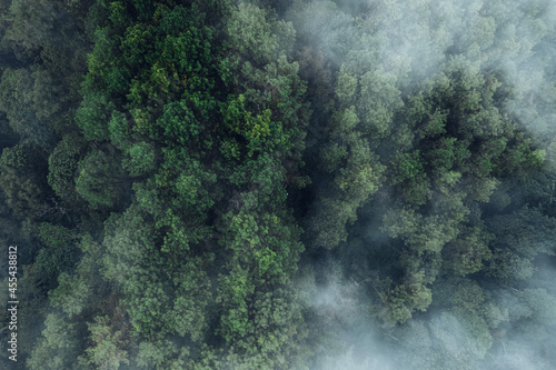 Pine forest in the mountains in the morning from above