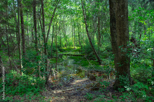 small water pool in the forest