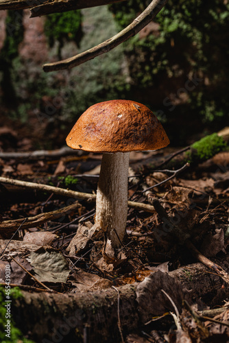 Mushroom,Beautiful closeup of forest mushrooms