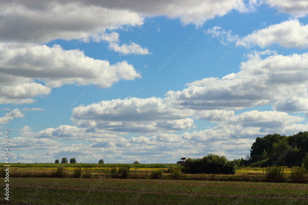 Summer landscape with a meadow, trees, sky and clouds.