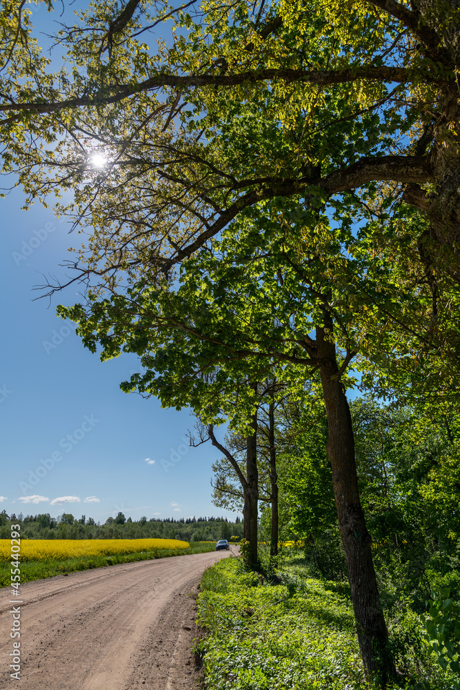 Countryside gravel road in canola field. Countryside gravel road in canola field.
