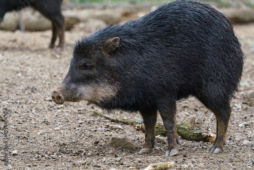 Chacoan peccary (Catagonus wagneri), also known as the tagua. photo