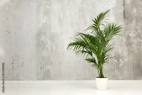Leafy green potted Kentia palm against a gray wall photo