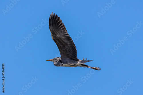 Grey Heron or Ardea cinerea. Single Grey Heron in flight.