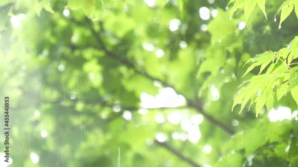雨に濡れる緑の葉 雨に濡れる緑の葉
