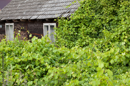 Tela An old, wooden, traditional country house overgrown with vines.