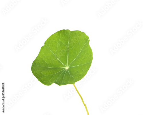 Canvas Print Green leaf of nasturtium plant on white background, isolate