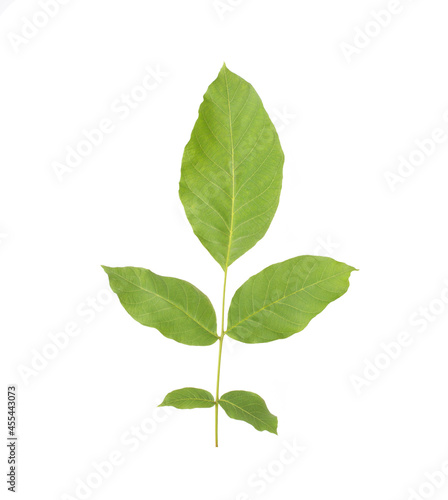 Green twig with walnut leaves on white background, isolate. Close-up