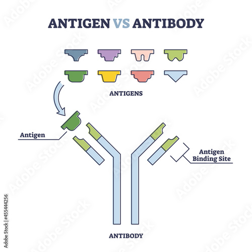 Antigen vs antibody with medical immune system differences outline diagram. Labeled educational scientific virus detection explanation and comparison information vector illustration. B cell activation