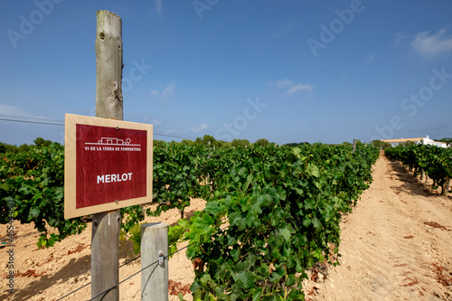 viñas Terramoll, La Mola, Formentera, balearic islands, Spain photo