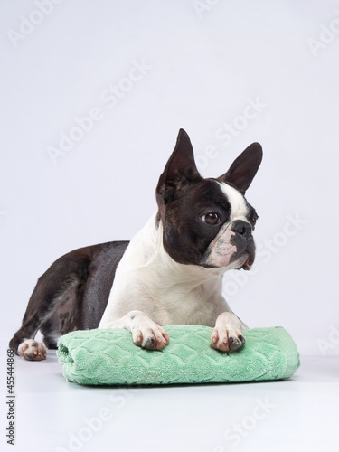Fototapeta Naklejka Na Ścianę i Meble -  boston terrier put his paws on a towel. Dog grooming. Animal beauty salon