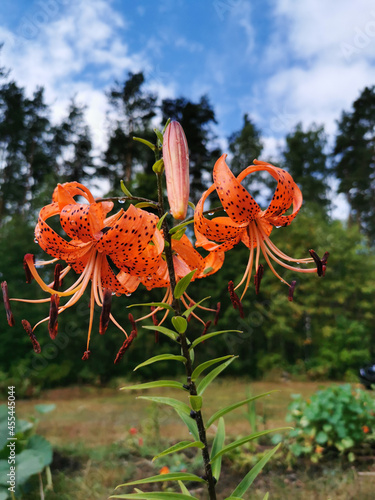 Lilium lancifolium Thunb (Lilium tigrinum Ker - Gawl.) in raindrops on a background of trees and a blue sky with clouds. photo