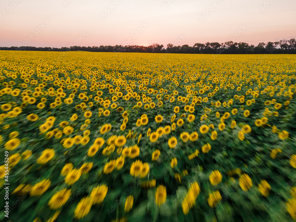 Fototapeta premium Sunflowers with motion blur